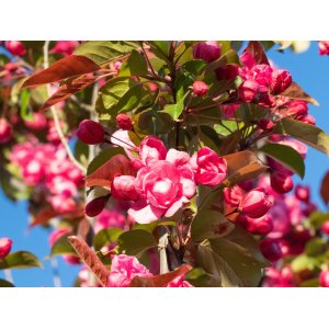 Okrasná jabloň (Malus) ´COCCINELLA´ - výška 110-30 cm, obvod kmeňa 6/8 cm, kont. C18L - PENDULA